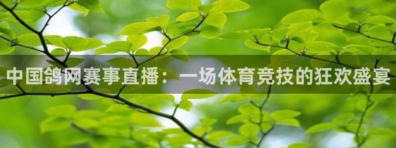 nba在线直播观看直播说球帝：中国鸽网赛事直播：一场体育竞技的狂欢盛宴